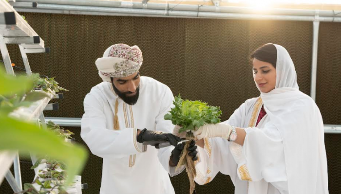 The first hydroponic farm in Oman can be found at the luxury hotel Alila Jabal Akhdar